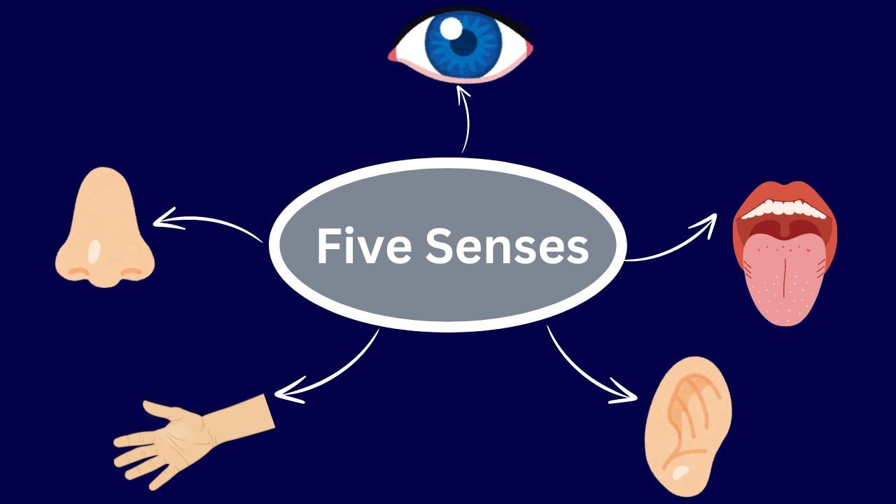 Image showing Five Senses