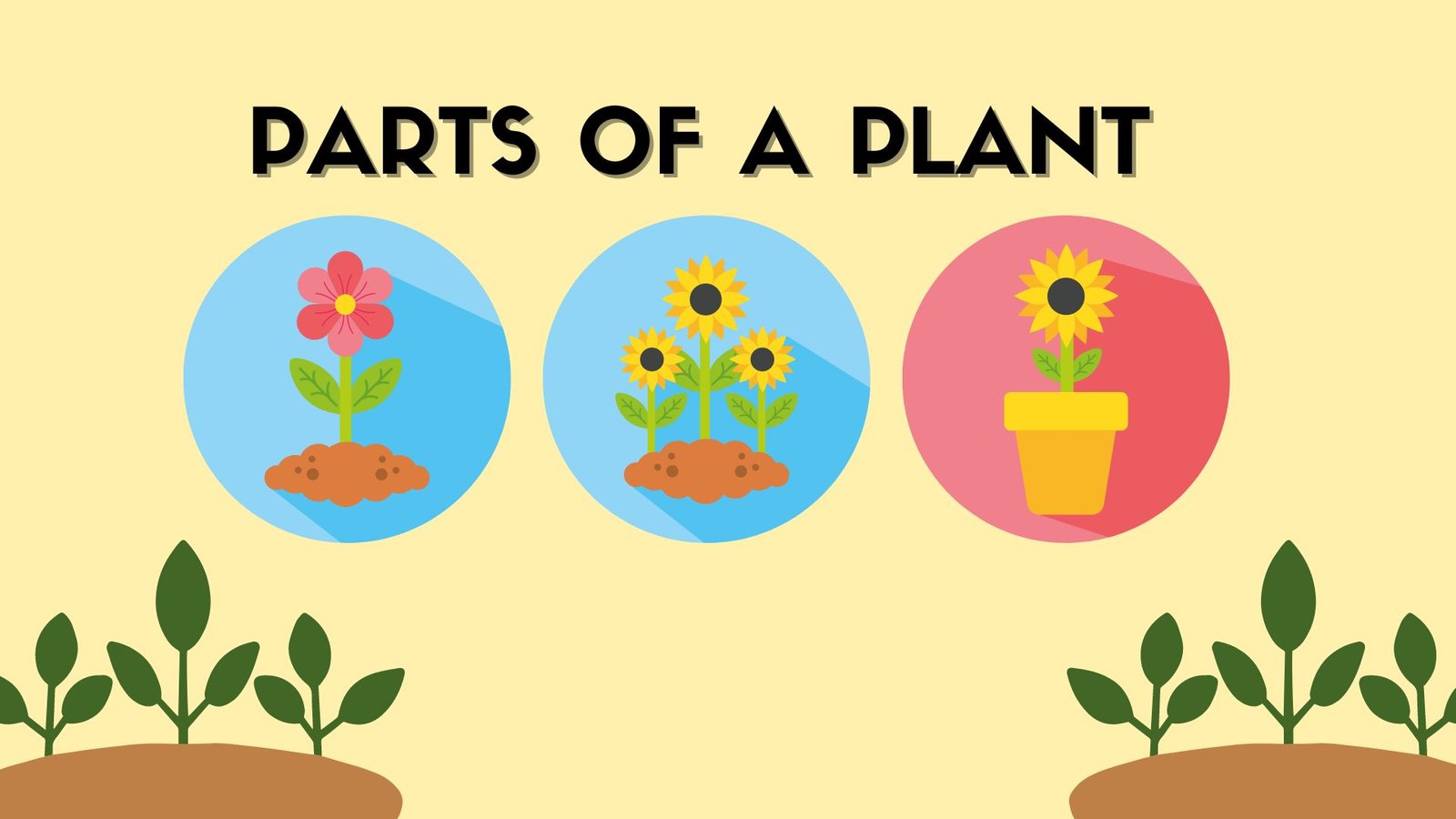 Parts of a Plant picture