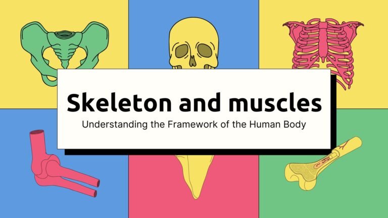 Skeleton and muscles picture