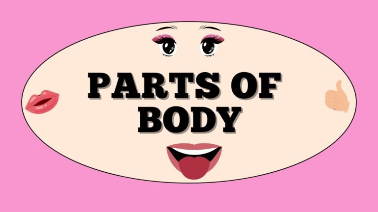 Body parts picture